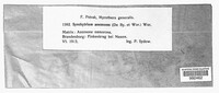 Synchytrium anemones image
